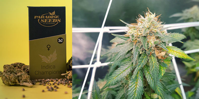 Zestaw Collection Pack Indica Champions (Paradise Seeds) Zestaw Collection Pack Indica Champions (Paradise Seeds)