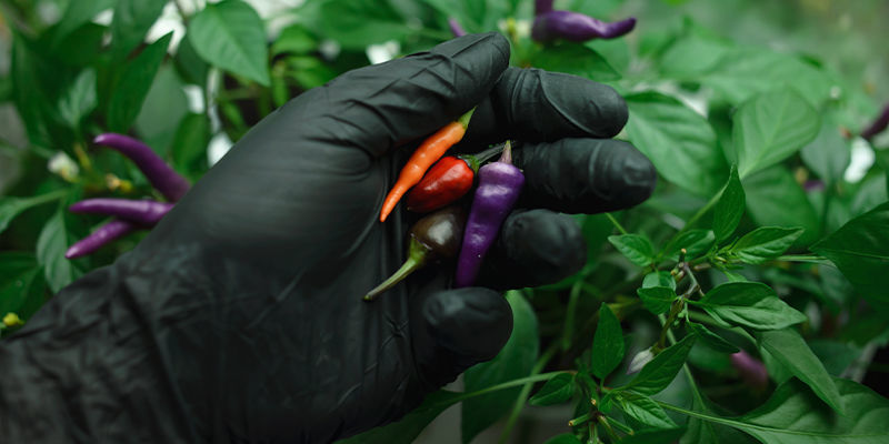 Zachowaj ostrożność przy kapsaicynie Zachowaj ostrożność przy kapsaicynie