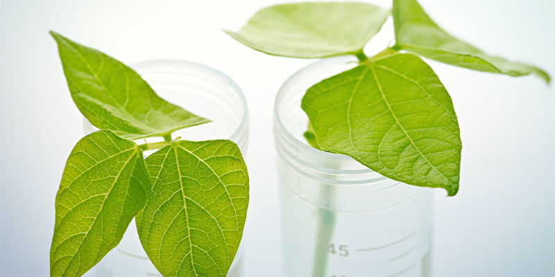 Jak klonować rośliny ostrej papryki: przewodnik krok po kroku Jak klonować rośliny ostrej papryki: przewodnik krok po kroku