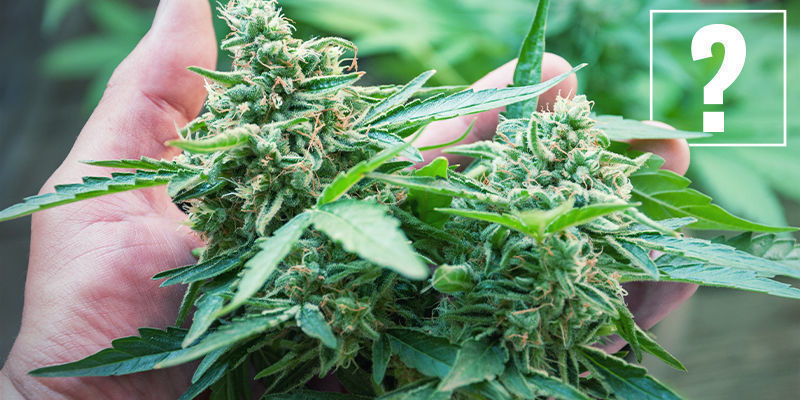 Czym są surowe (kwasowe) kannabinoidy? Czym są surowe (kwasowe) kannabinoidy?