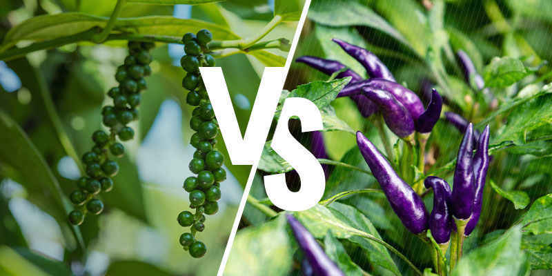 Pepper Vs Chili Pepper Vs Chili