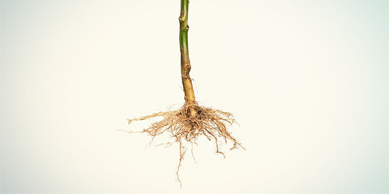 4. Usuń i oczyść korzenie