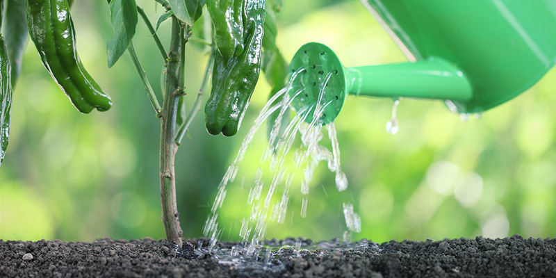 7. Podlej i ustaw w wybranym miejscu