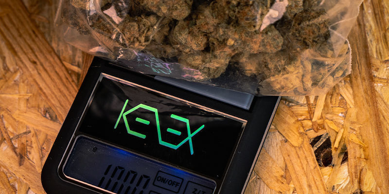 Ile haszu QWISO z 10 gramów marihuany?