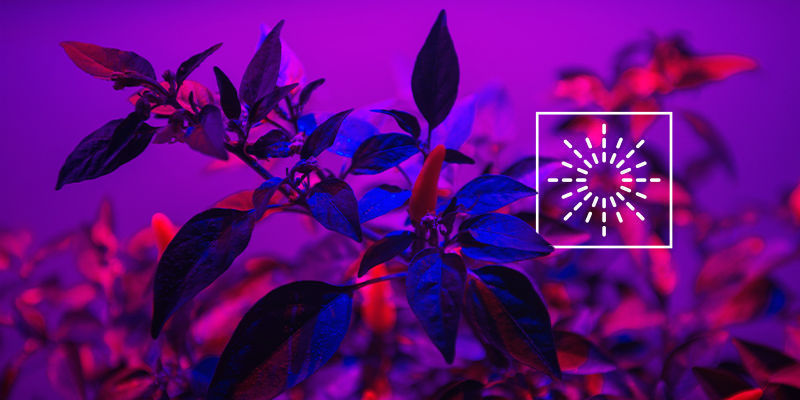 What Light Intensity For Hot Peppers? What Light Intensity For Hot Peppers?