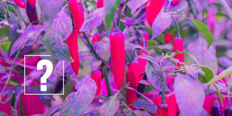 Jaki zakres światła jest najlepszy dla ostrych papryczek? Jaki zakres światła jest najlepszy dla ostrych papryczek?