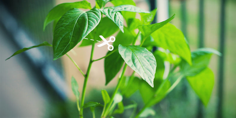 Early Season Pruning Early season pruning