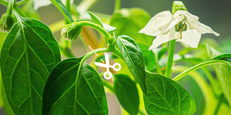 Late-Season Pruning Late-season pruning