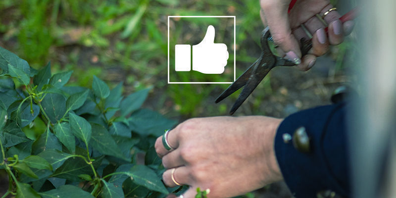 Wskazówki dotyczące przycinania ostrych papryczek Wskazówki dotyczące przycinania ostrych papryczek