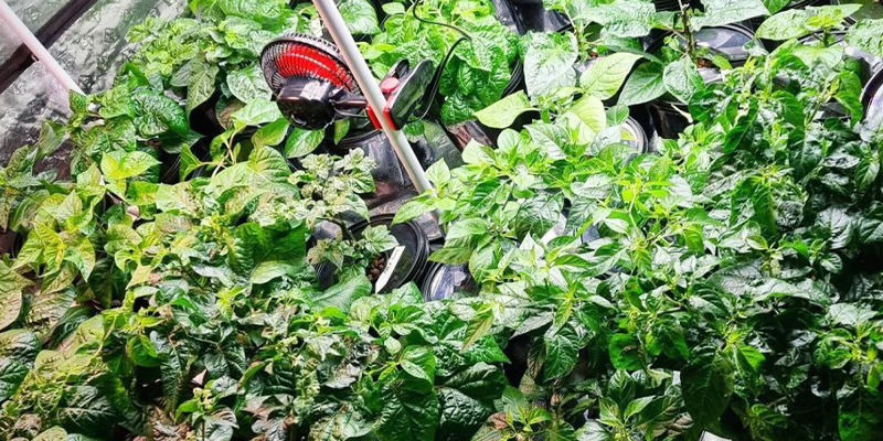 Czy można uprawiać papryczki w systemie hydroponicznym? Can You Grow Peppers Hydroponically?