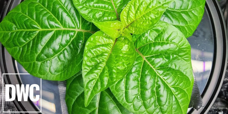 Uprawa w głębokiej wodzie (DWC) Deep Water Culture (DWC)