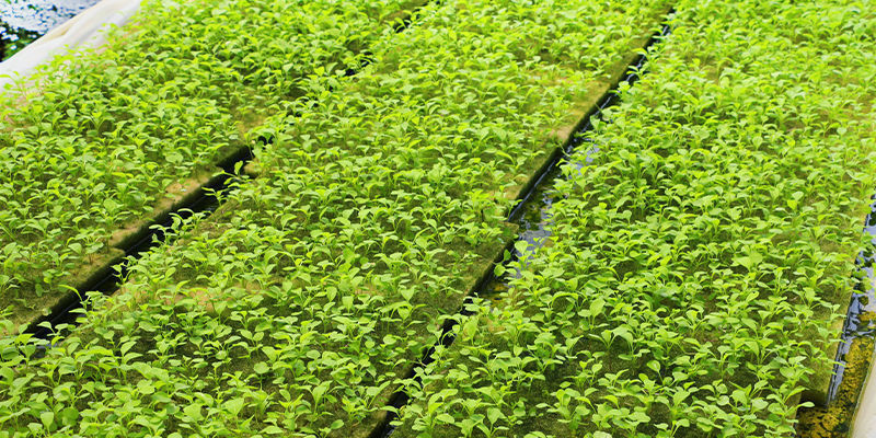 Systemy zalewowe (ebb and flow) Systemy zalewowe (ebb and flow)