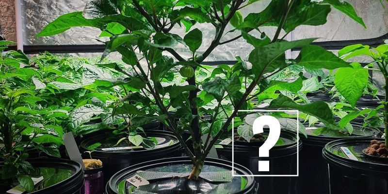 Why Use Hydroponics To Grow Hot Peppers? Why Use Hydroponics To Grow Hot Peppers?