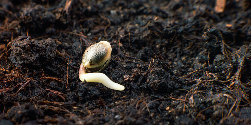 Germinate Only The Seeds You Need Germinate only the seeds you need