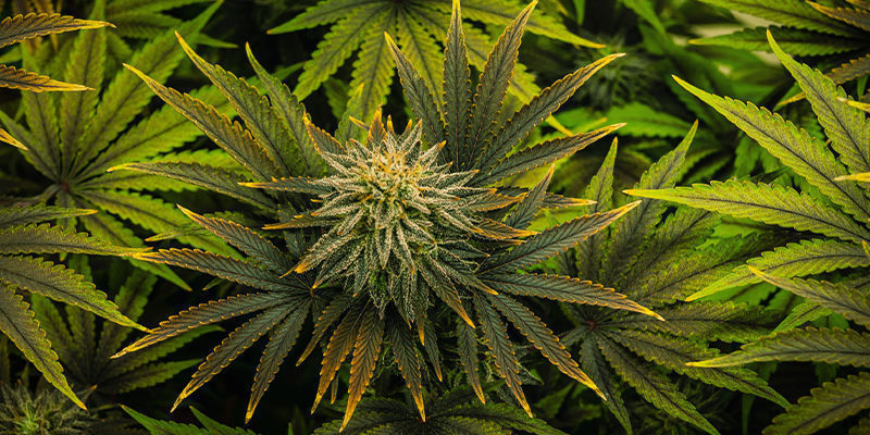 Maksymalne wykorzystanie przestrzeni uprawowej Maksymalne wykorzystanie przestrzeni uprawowej