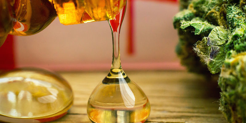 Buds are richer in resin Buds are richer in resin