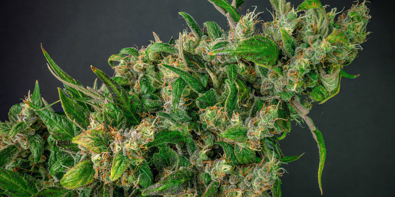 Feminized Cannabis Seeds To Get You Started Feminized cannabis seeds to get you started