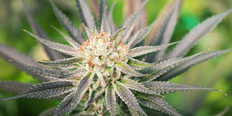 Jakie są zalety nasion marihuany feminizowanej? Jakie są zalety nasion marihuany feminizowanej?