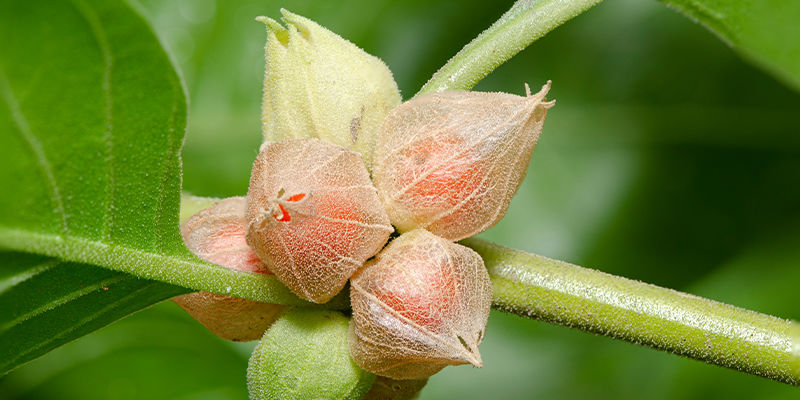 Pochodzenie ashwagandhy Pochodzenie ashwagandhy