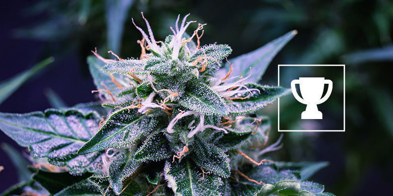 Genetyka nagradzana na konkursach