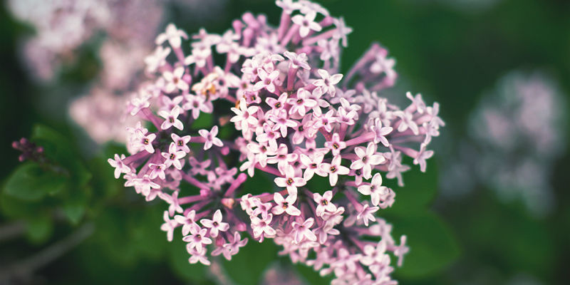 Czym jest kozłek lekarski?