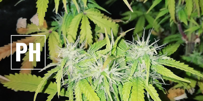 Nieprawidłowy poziom pH