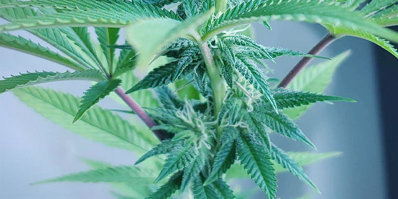 Intensywność światła