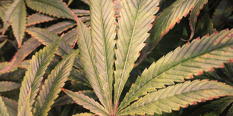 Blokada składników odżywczych