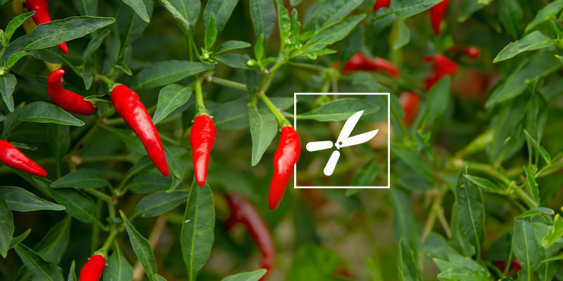 Sucha zgnilizna wierzchołkowa: czy to koniec świata?