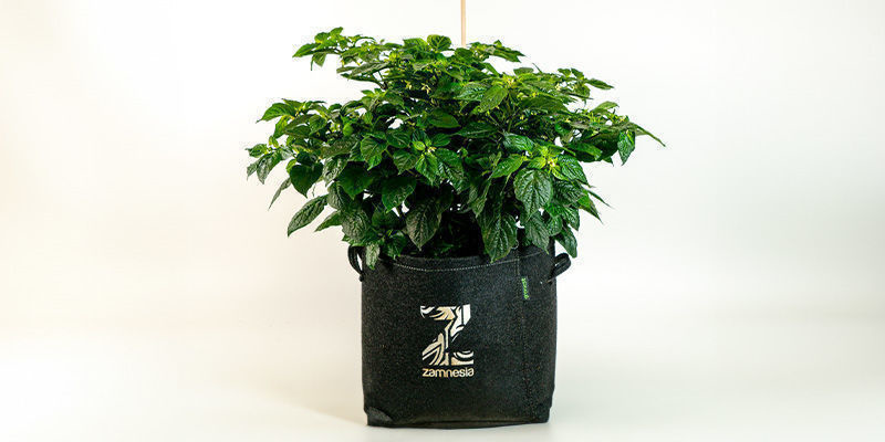 Zapewnij korzeniom nieograniczony wzrost