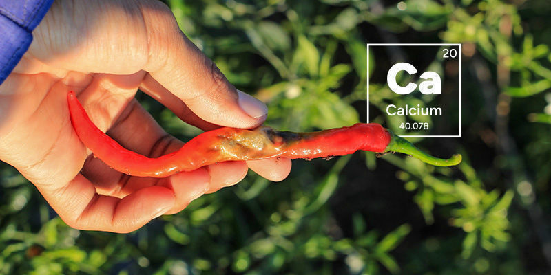 Co powoduje suchą zgniliznę wierzchołkową papryki?