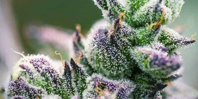 Geraniol: An Enticing Terpene Geraniol: An Enticing Terpene