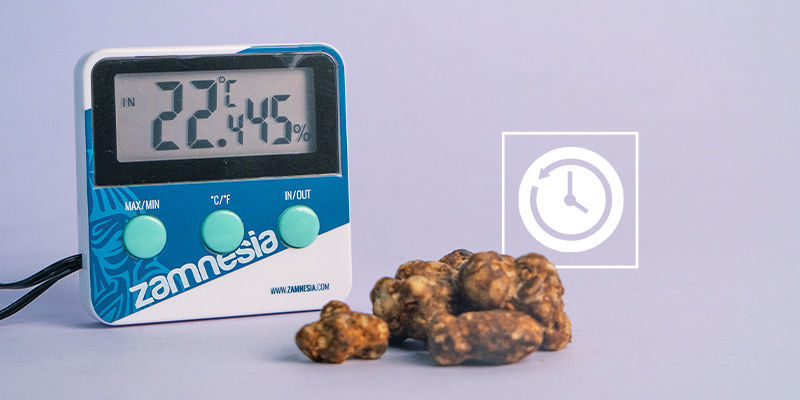 Jak długo schną magiczne trufle?