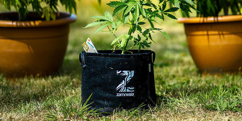 Jak dbać o materiałowe donice i akcesoria