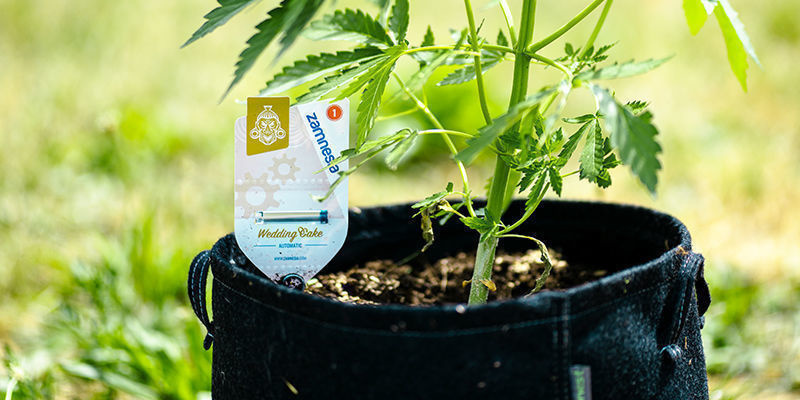 Ile razy można ponownie użyć donicy z materiału?