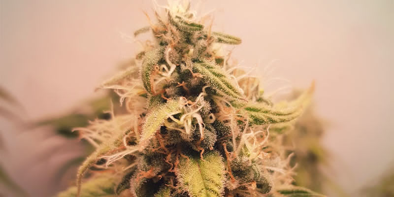 Odmiany konopi o wysokiej zawartości humulenu