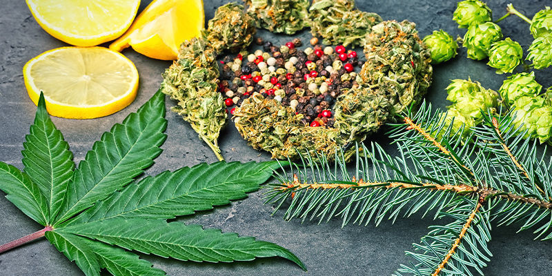 Humulen: podsumowanie