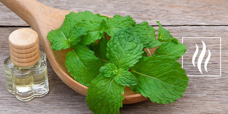 Jak pachnie humulen?