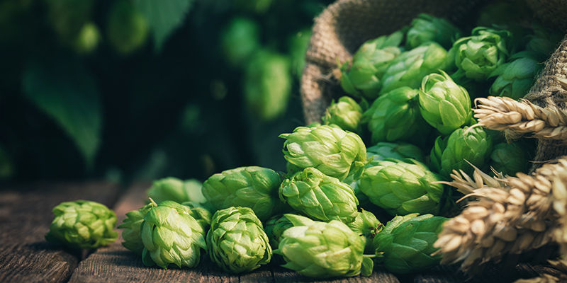 Gdzie można znaleźć humulen?