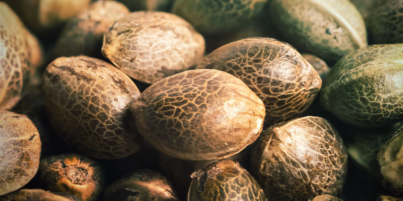 Nasiona konopi polihybrydowych