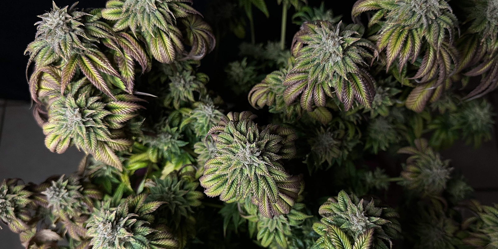 Uczyń mircen częścią swojego życia