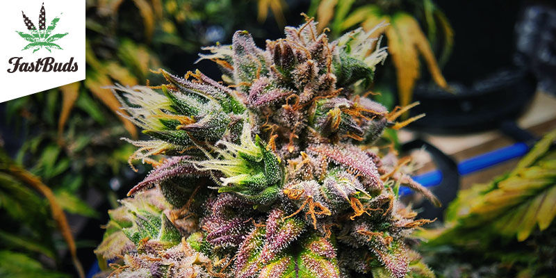 CBD Auto 20:1 (FastBuds) CBD Auto 20:1 (FastBuds)