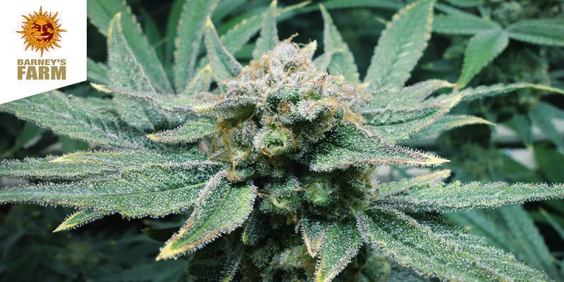 CBD Critical Cure (Barney's Farm) CBD Critical Cure (Barney's Farm)