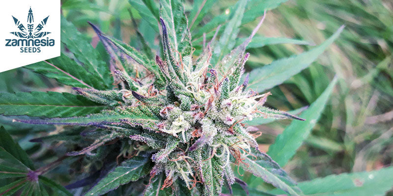 CBD Fix Automatic (Zamnesia Seeds) CBD Fix Automatic (Zamnesia Seeds)