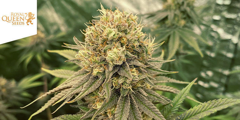 Dance World (Royal Queen Seeds) Dance World (Royal Queen Seeds)