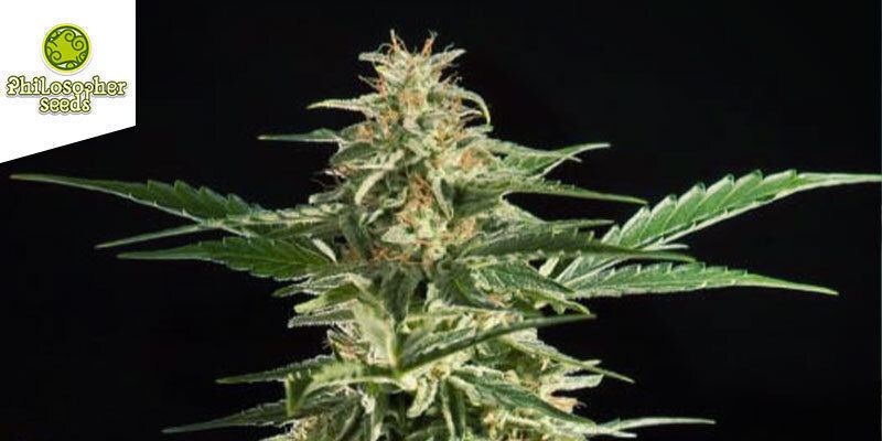 Lemon Auto CBD (Philosopher Seeds) Lemon Auto CBD (Philosopher Seeds)