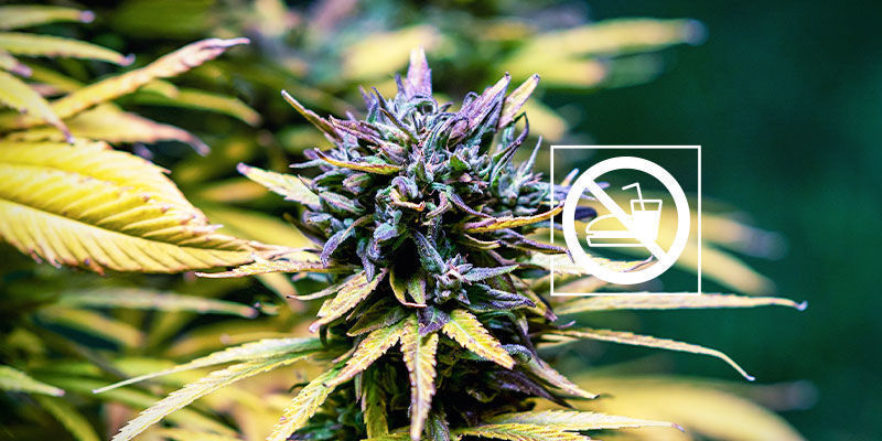 Spraw, by gastrofaza przeszła do historii (jeśli tego chcesz) Spraw, by gastrofaza przeszła do historii (jeśli tego chcesz)