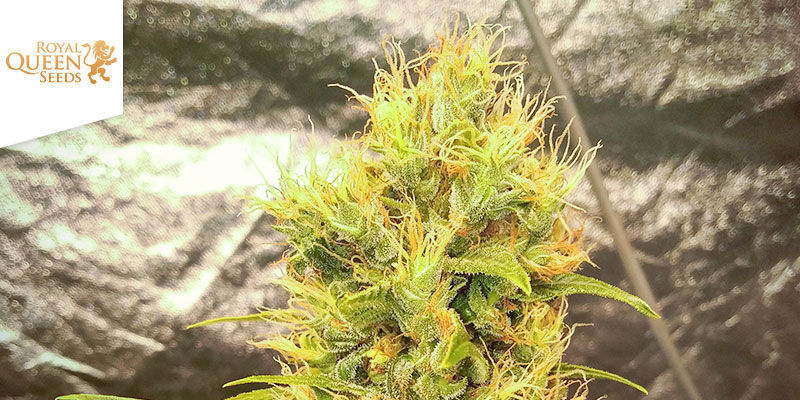 Royal THCV (Royal Queen Seeds) Royal THCV (Royal Queen Seeds)