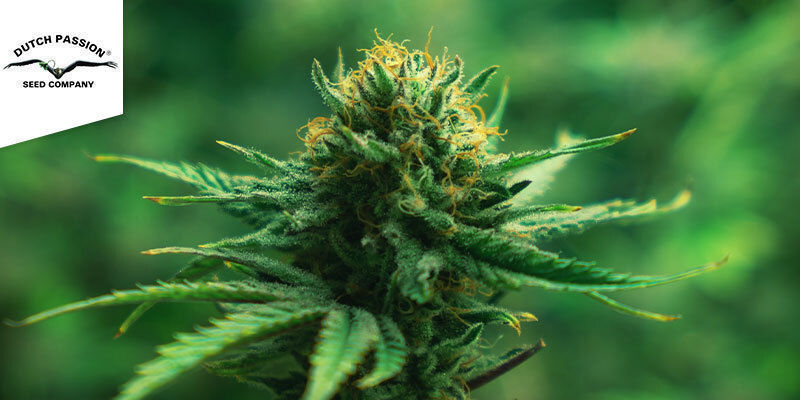 THC-Victory (Dutch Passion) THC-Victory (Dutch Passion)