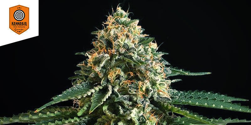 THCV (Kannabia) THCV (Kannabia)